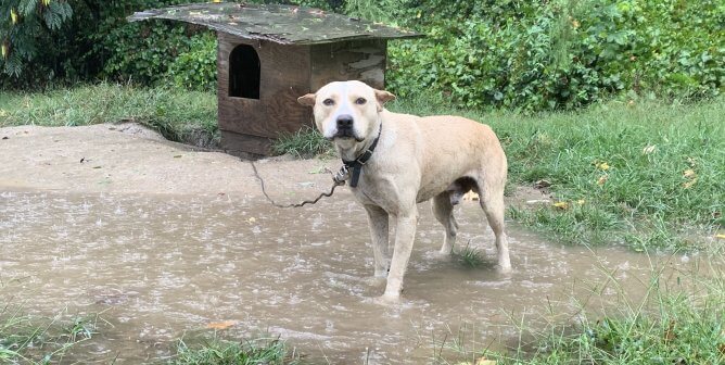 Photos: See How PETA Helped Dogs Trapped in Tropical Storm Ophelia’s Path