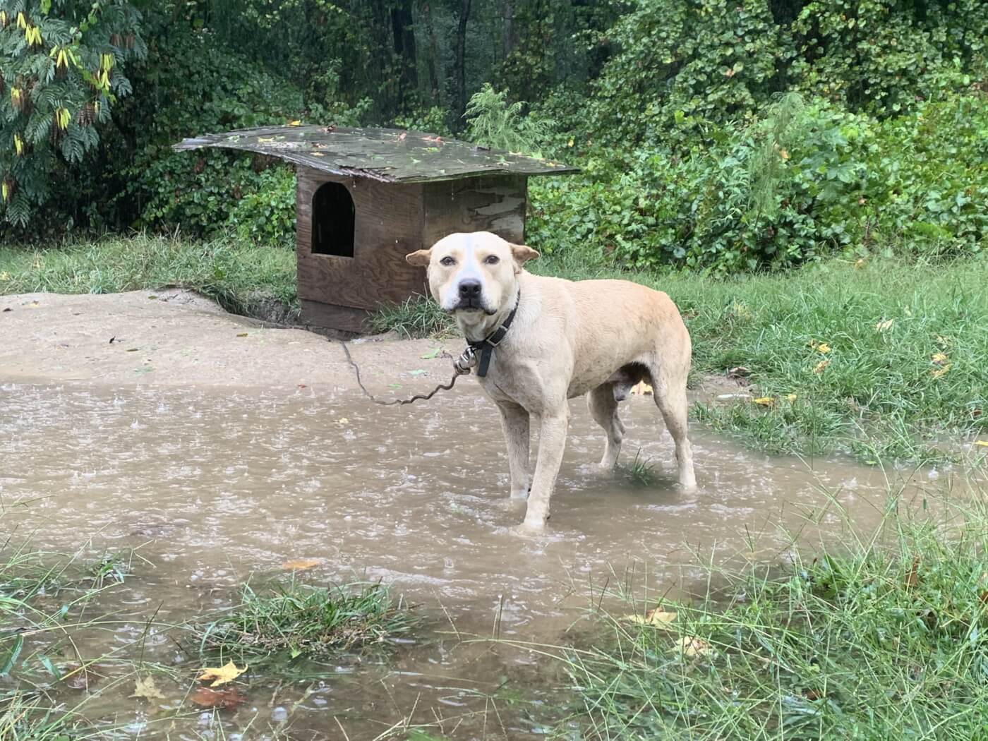 Abel 1 scaled Photos: Tropical Storm Ophelia Soaks ‘Backyard Dogs’