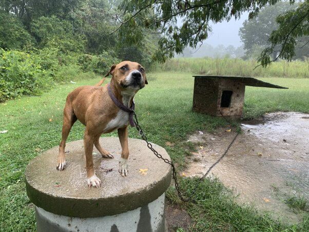 Athena 1 Photos: Tropical Storm Ophelia Soaks ‘Backyard Dogs’