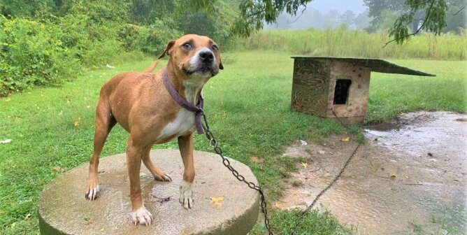 Photos: See How PETA Helped Dogs Trapped in Tropical Storm Ophelia’s Path