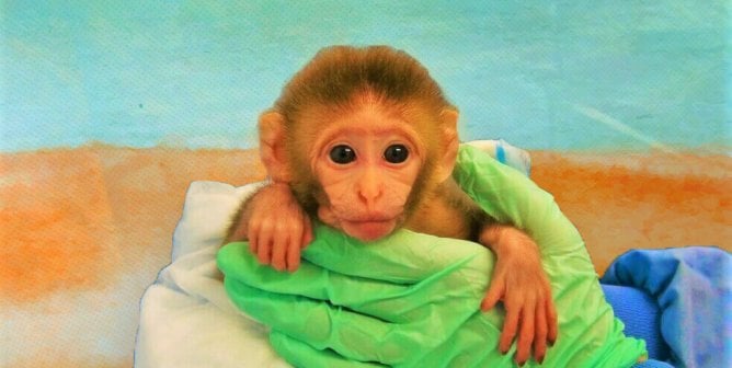 Baby monkey held by experimenter