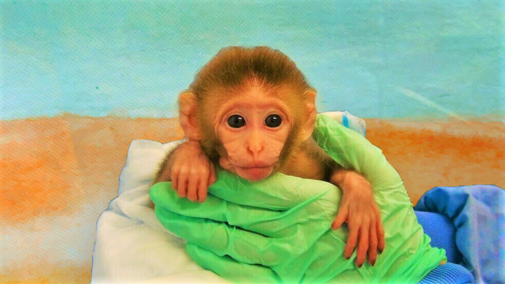 Baby Monkey Held by Experimenter colorful background Check Out the Obscene Federal Animal Welfare Violations at Tulane University