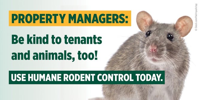 PETA Condemns Landlords for Baylor Students’ ‘Rodent Problems,’ Offers Humane Solutions