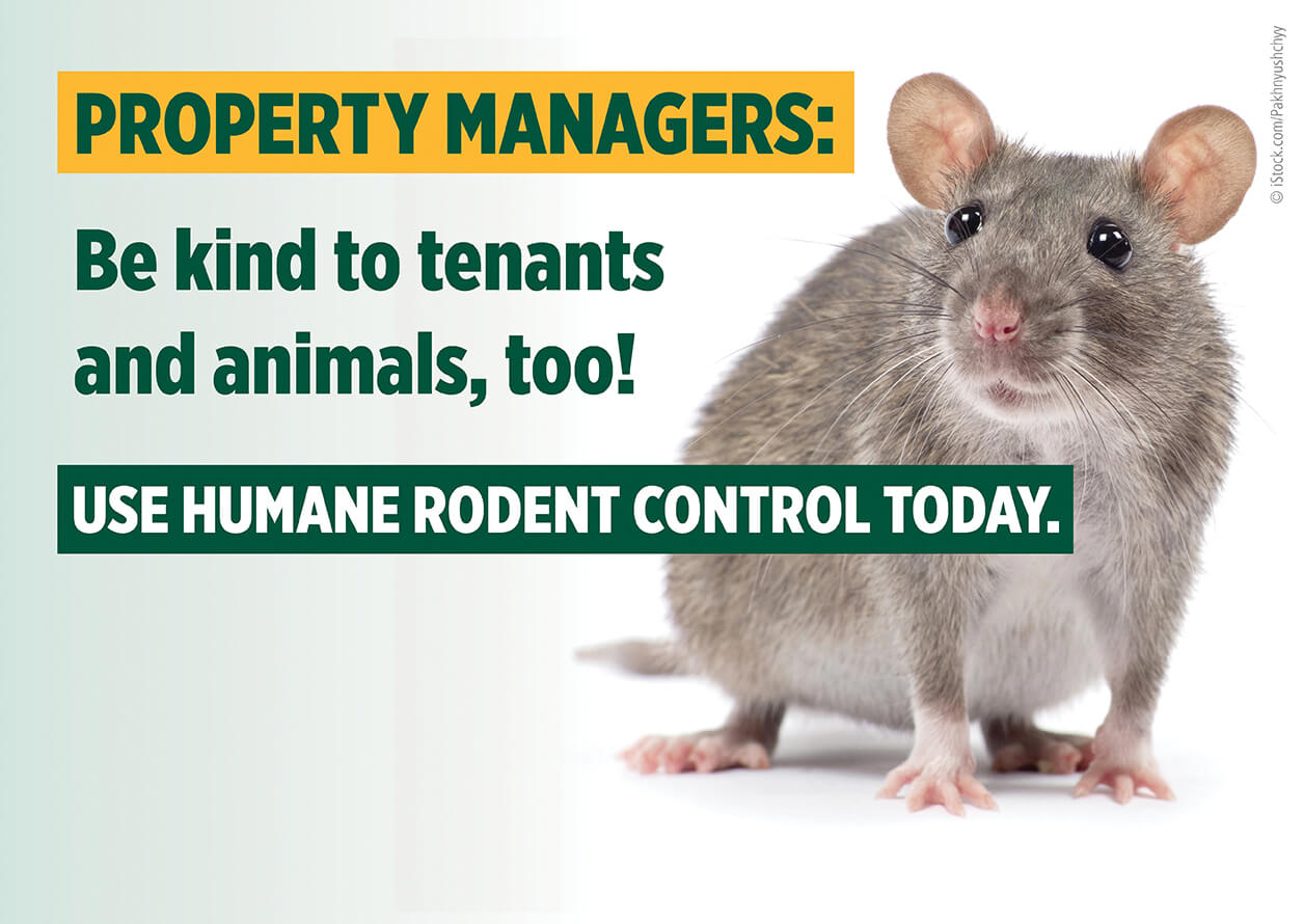 Baylor Rodent Control homepage image Are YOU a Baylor Student in Need of Humane Rodent Control?