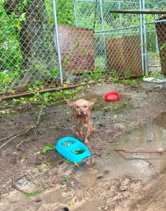Cash.jpeg 1 Photos: Dogs Left on Chains as Ophelia Floods North Carolina