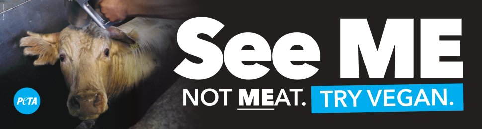 See Me Not Meat (Cow)