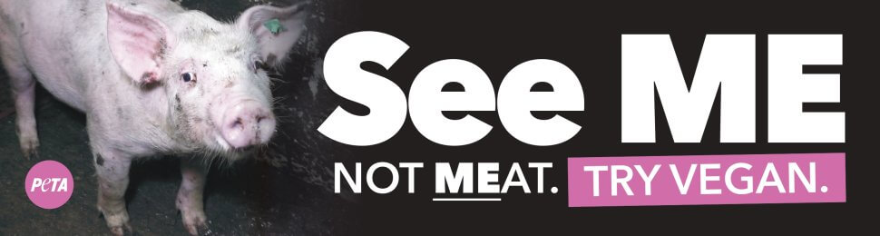 See Me Not Meat (Pig)