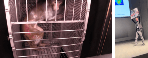Elisabeth Murray Simian Conference Chicago 9 22 2023 VIDEO: PETA Confronts NIH Experimenter Over Monkey Torment at Expo