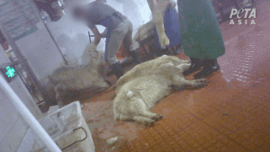 PETA Asia's investigation showing a slaughterhouse worker hitting a goat with a hammer as part of the cashmere industry