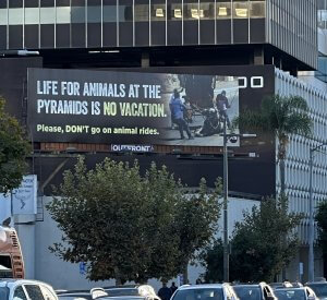 Life for animals at the pyramids is no vacation billboard in LA