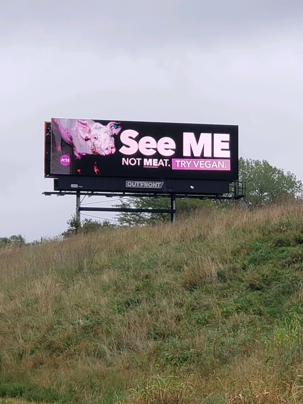 billboard appearing over a grassy hill featuring a pig that says "see me not meat"