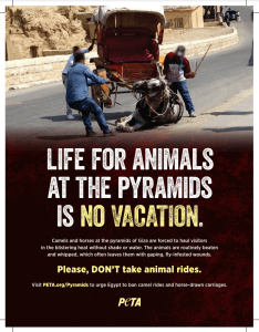Life at the Pyramids Magazine Ad Camels and Horses Beaten Bloody at the Pyramids: PETA Seeks Egyptian Government Ban on Animal Rides