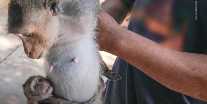 Stop Monkey Imports For Labs (Canada)
