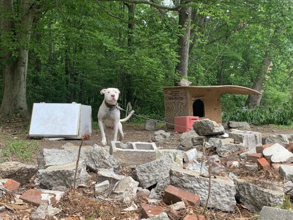 A white dog named Money tethered outside near a pile of bricks.