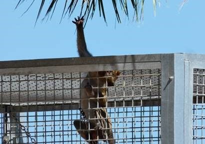 Monkey Grasping for palm frond pitch 9 11 2023 PETA Urges World Health Organization to Act On Increased TB Infection Risk
