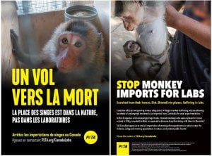 Montreal monkey trafficking ads 9 20 2023 ‘A Flight to Death’: PETA Media Blitz Slams Canadian Officials Over Monkey Imports