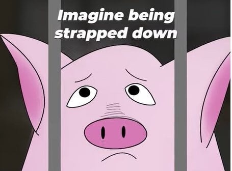 OHSU OB/GYN Reel Pig Animation 0:30