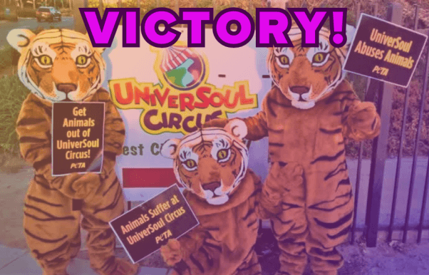 group of tiger mascots holding signs against animals at Universoul with "Victory!" in purple text at the top