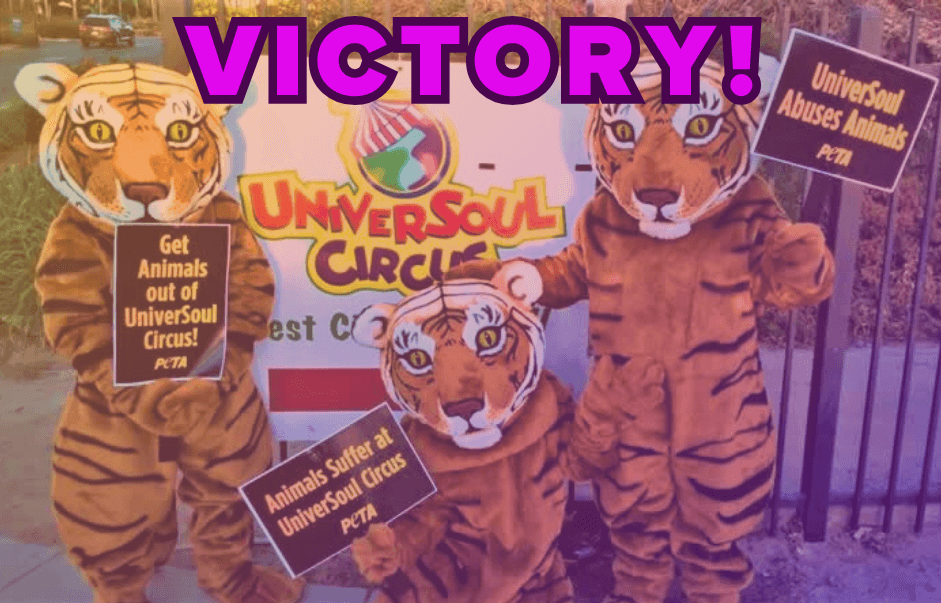 group of tiger mascots holding signs against animals at Universoul with "Victory!" in purple text at the top