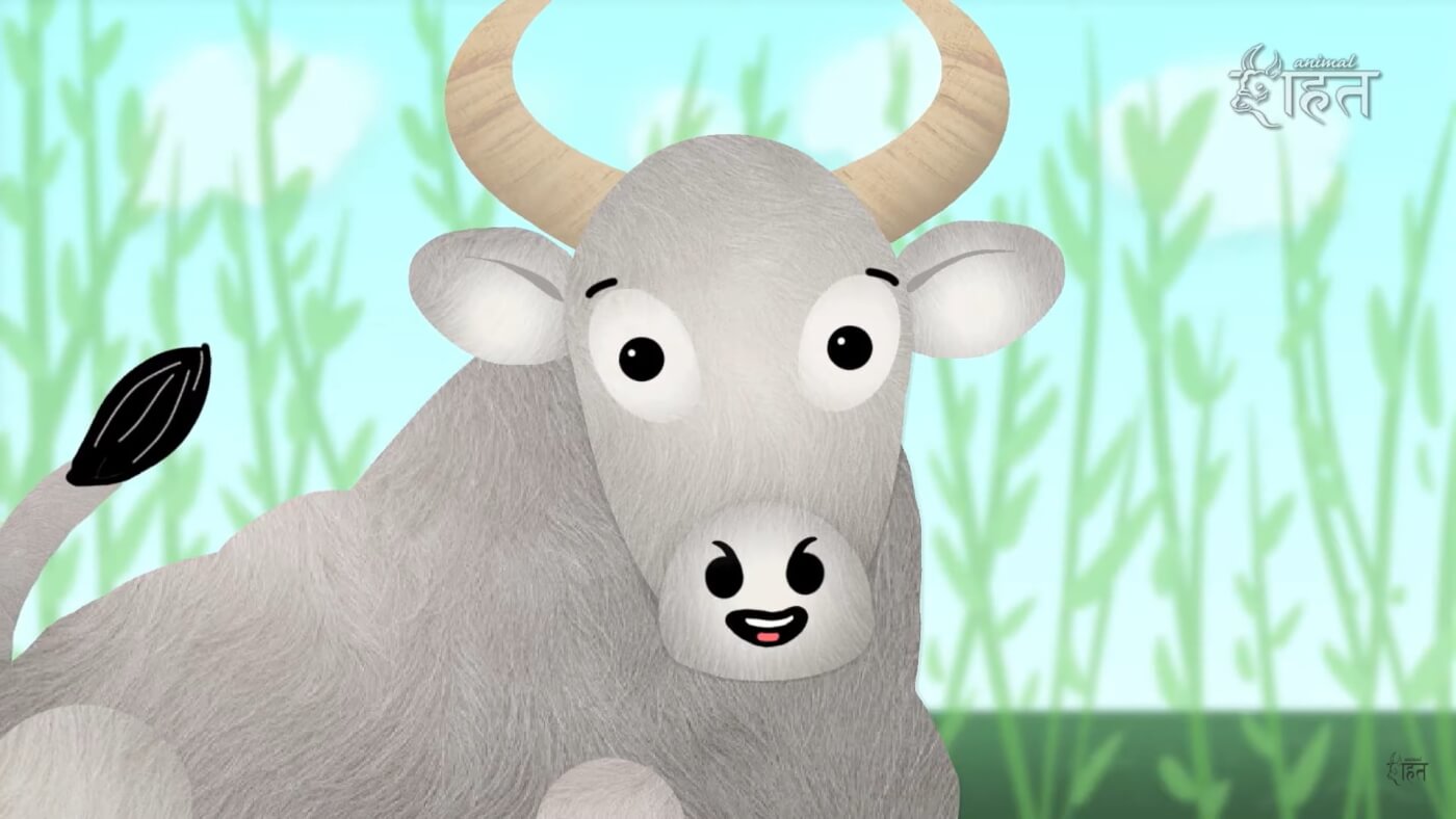 A still image of a bullock from the video "A Bull's Life"