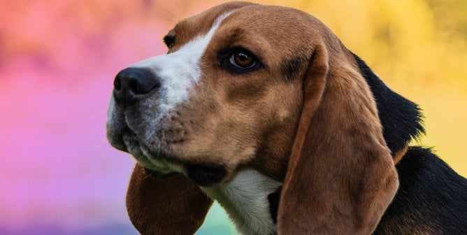 Beagle with colorful background