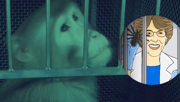 Speak Up for Beamish, a Monkey Prisoner at NIH