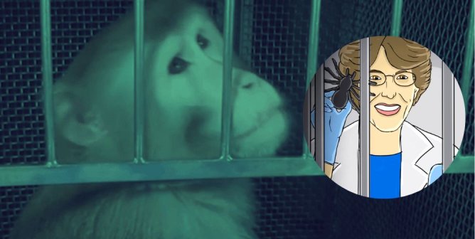A Life of Pain and Misery: Meet Beamish, a Monkey Prisoner at NIH