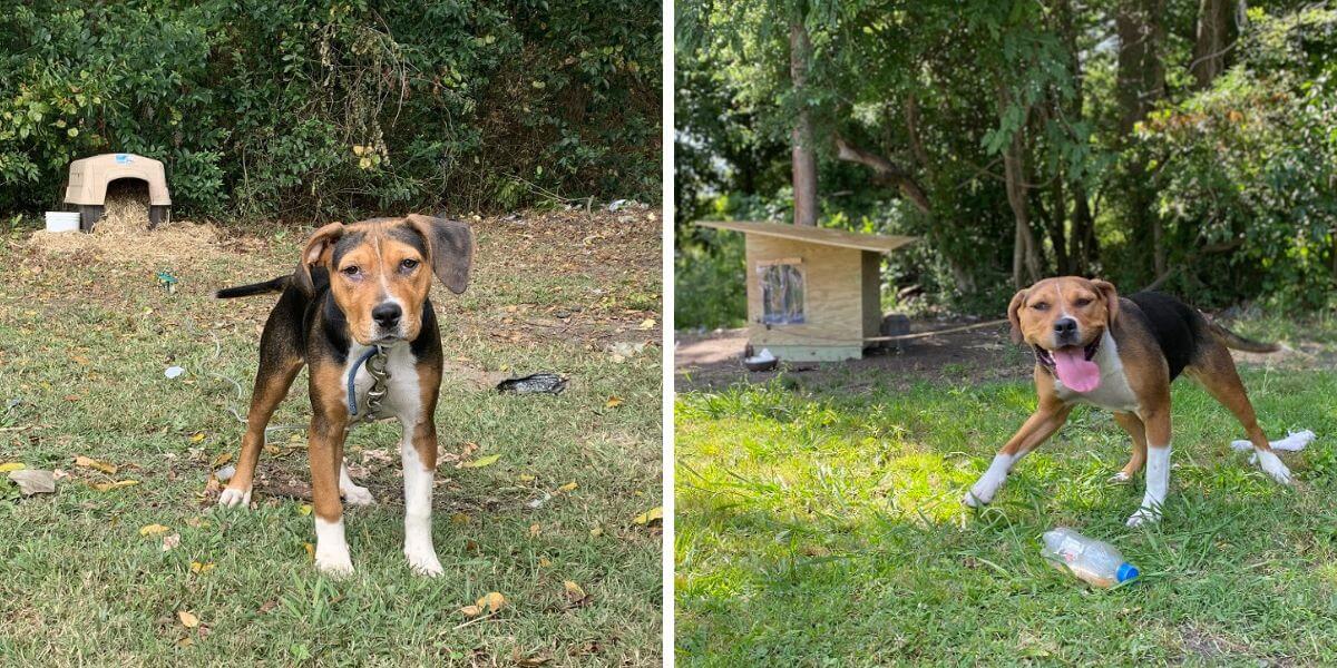 Bella and her new doghouse built by PETA