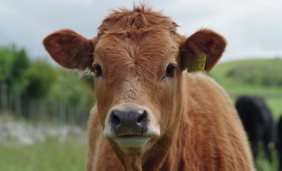 Ajinomoto Can’t Seem to Steer Clear of Cruel Animal Tests