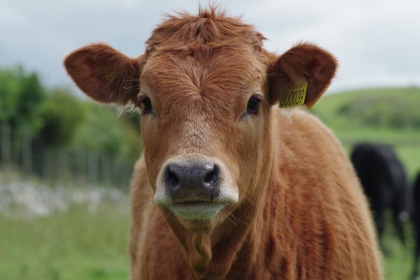Brown cow looking at the camera