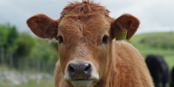 Brown cow looking at the camera