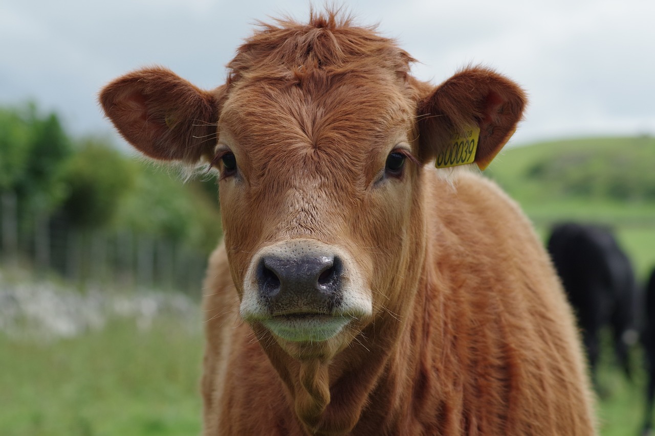 brown cow headshot Ajinomoto Can’t Seem to Steer Clear of Cruel Animal Tests
