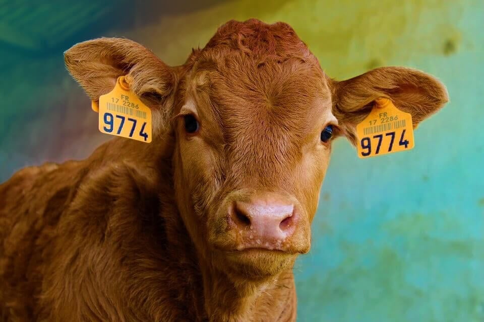 calf looking at camera with yellow tags