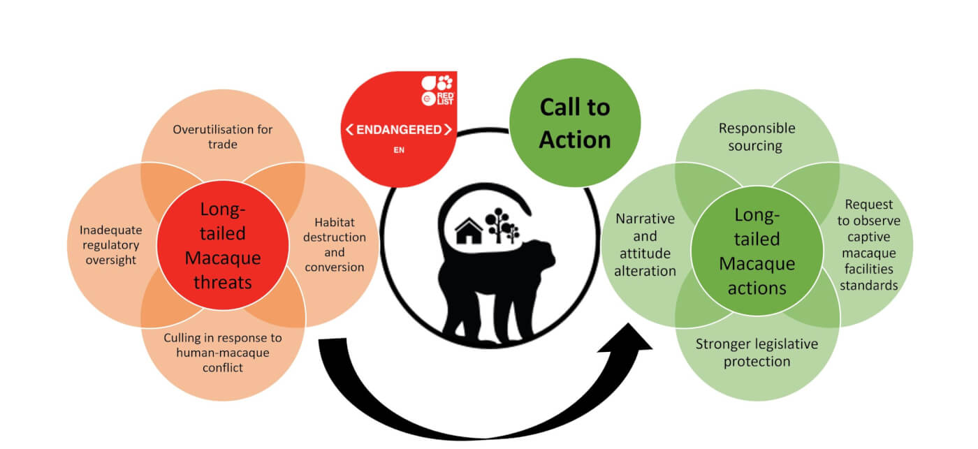 Graphic that lists threats to long-tailed macaques and actions to protect them