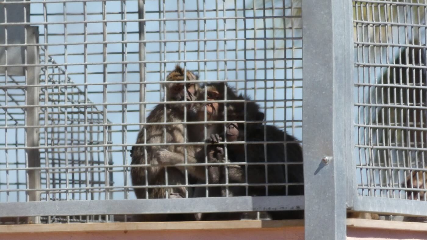 three monkeys sit huddled together in an outdoor enclosure