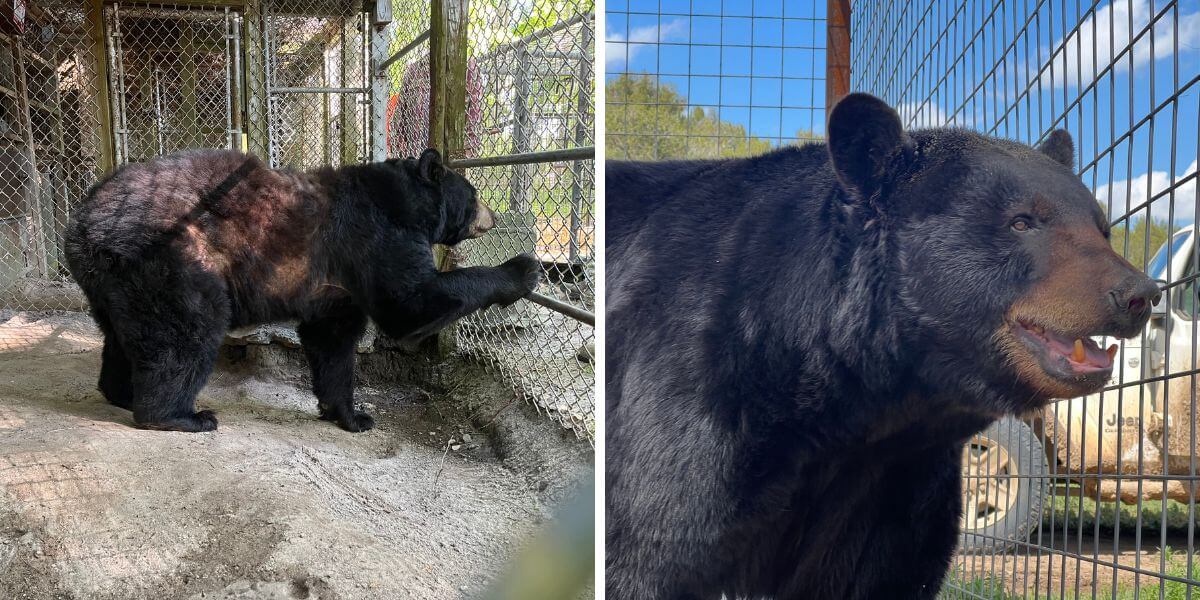 Care Bear before and after Waccatee zoo