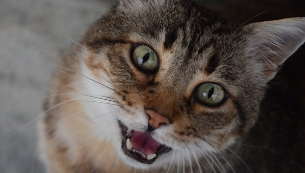 UPDATE: Speak Out for a Cat Possibly Entombed in a Vent!