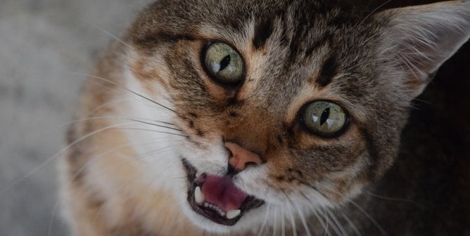UPDATE: Speak Out for a Cat Possibly Entombed in a Vent!