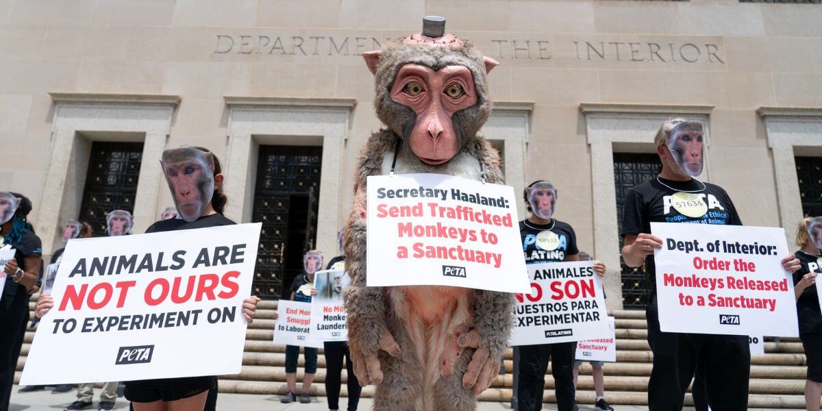 PETA’s Plan to Save 1,000 Illegally Trafficked Macaques PETA supporters demonstrate outside the Department of Interiors