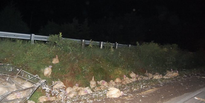 Maimed Turkeys Languish for at Least 5 Hours Following Truck Crash—When Will Circle S Ranch FINALLY Take Responsibility?