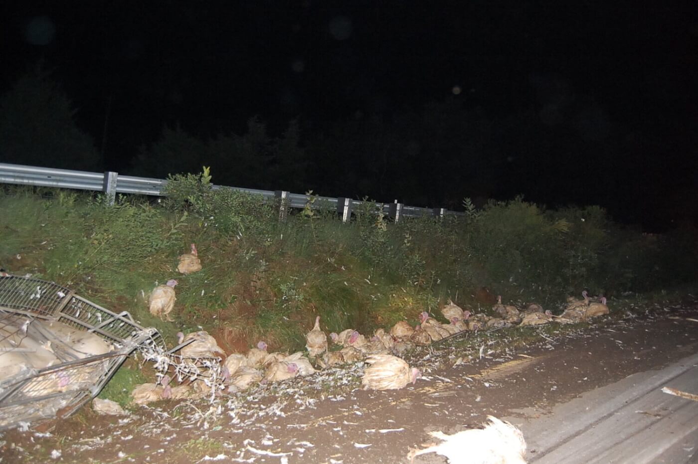 turkeys strewn along the side of the road at the site of a circle s ranch truck crash