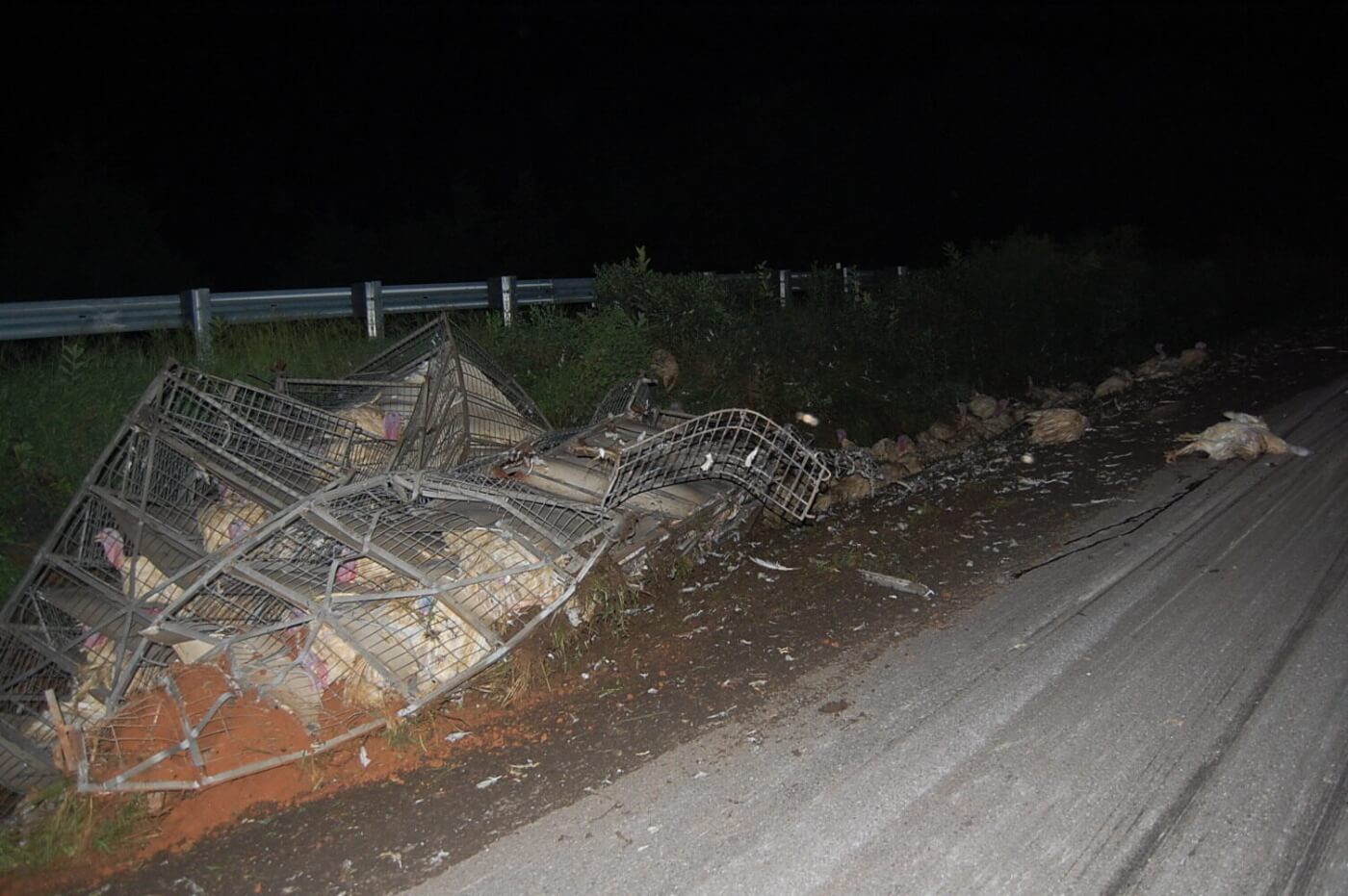 crates of turkeys piled along a road following a truck crash involving a circle s ranch truck
