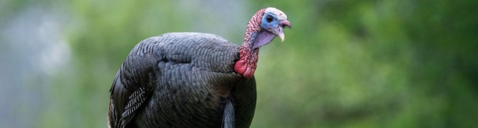 A turkey in the foreground of a blurred outdoor background