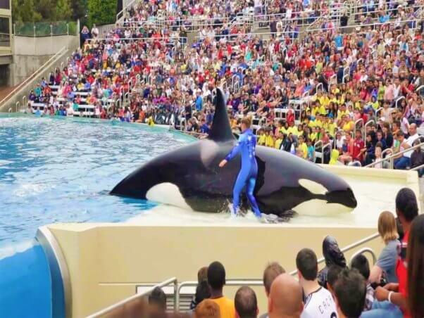 Corky the orca being forced to perform