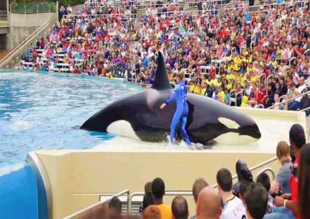 Free Corky, the Longest-Held Captive Orca in the World