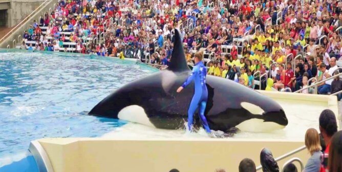 Free Corky, the Longest-Held Captive Orca in the World