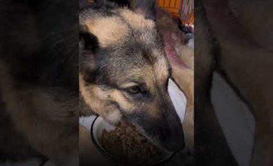 Grab the Tissues! Watch Lada—Once at Death’s Door—Make a Remarkable Transformation