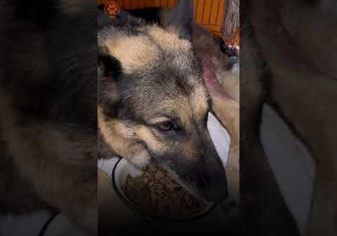 Grab the Tissues! Watch Lada—Once at Death’s Door—Make a Remarkable Transformation