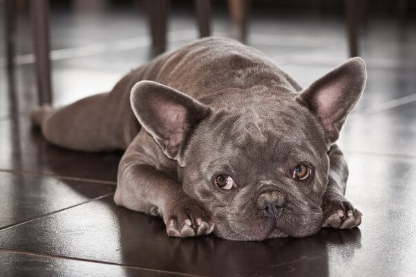 a blue french bulldog lays down