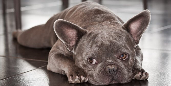 a blue french bulldog lays down